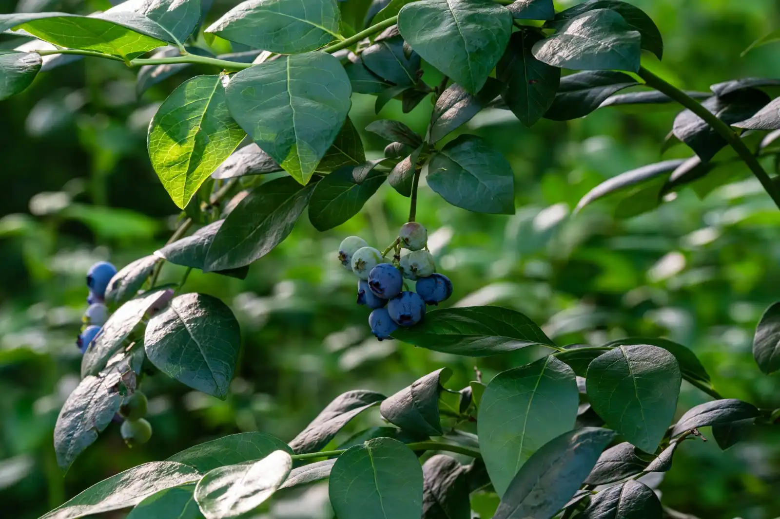 大连生物科技蚕桑制品与传统原料对比应用指南
