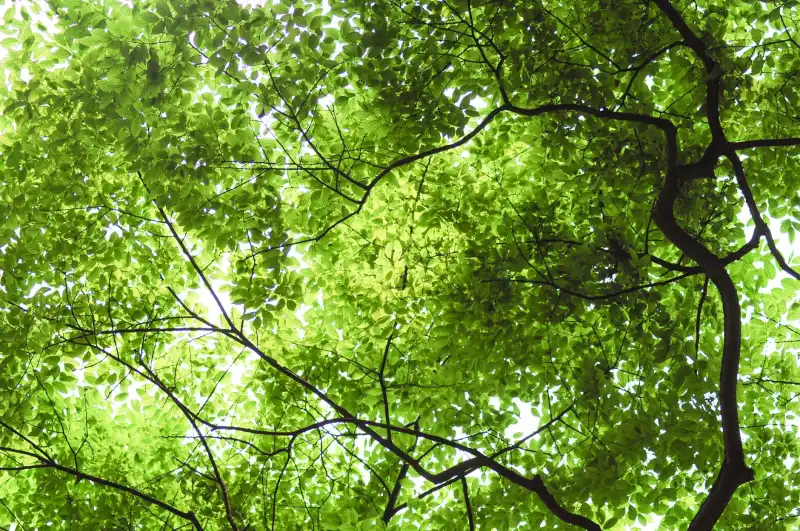 大连生物科技公司蚕桑制品与传统原料的差异化优势对比