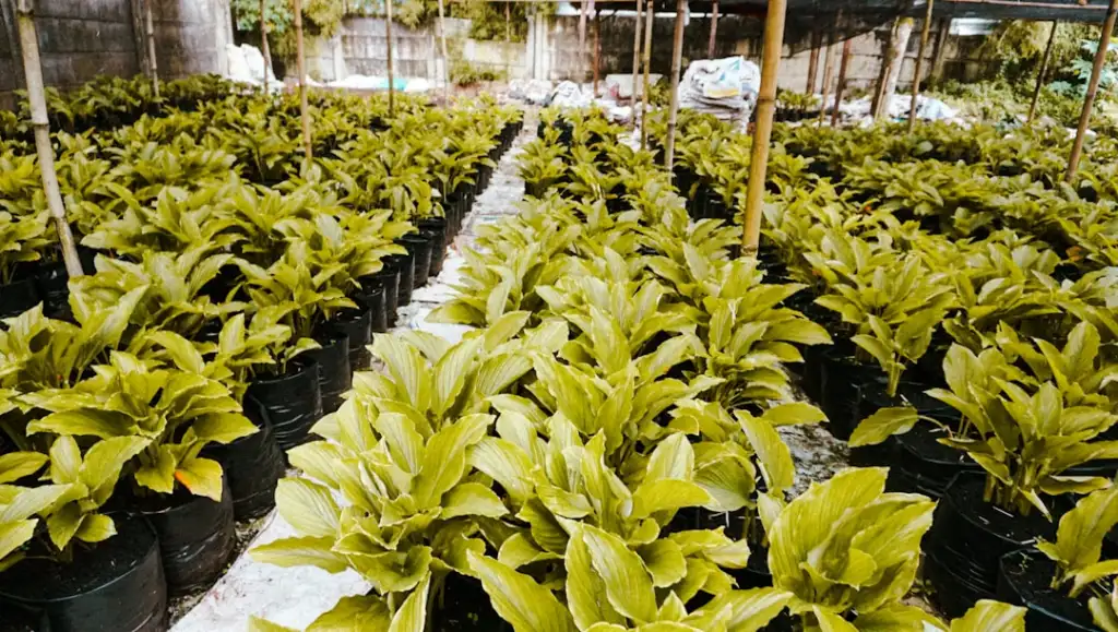 中蚕生物科技蚕桑系列产品技术优势与成分解析